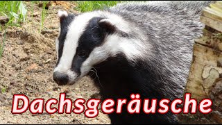 Dachs Geräusche 🦡 die Geräusche die ein Dachs macht [upl. by Ardnasela987]