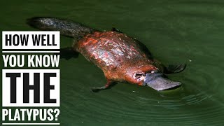 Platypus  Description Characteristics and Facts [upl. by Nylarahs]