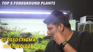 GlossostigmaWhat are the most popular foreground plants  Part 4  5 [upl. by Gaves]