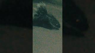 porcupine animal sri lanka animals PLEASE SUBCRIBE [upl. by Tarsuss]