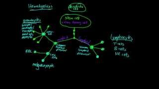 Lesson Hematopoiesis [upl. by Dnomzed]