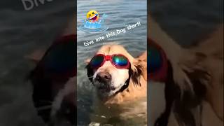 🐶 Dogs Being Dog Gone Hilarious Part 20 😂 funny [upl. by Kaitlyn]