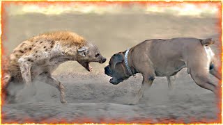 Boerboel VS Hyena [upl. by Nafis]