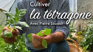 Cultiver la biodiversité au potager avec la tétragone [upl. by Gibbons]