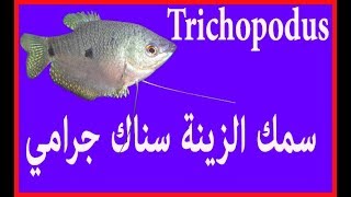 انواع سمك الزينة جرامي معلومات مع الصور من عائلة Trichopodus [upl. by Whitebook]