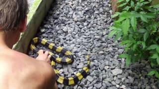 Catching a banded krait at a Thailand snake show [upl. by Beret]