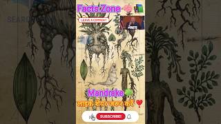 Mandrake Plant The deadly plant that cries like a human when uprooted fact science mandrake [upl. by Notled]