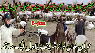 bhains colony Bakra mandi latest update 6Jun2024 bakra mandi goat farm visit Qurbani collection [upl. by Leyes]