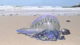 Blue Bottle Jellyfish  Australian Beach  Short Documentary [upl. by Ennalorac22]