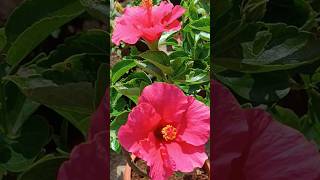 Hibiscus flowers blooming kannada gardening plant care terrace plant maintenance [upl. by Ruberta441]