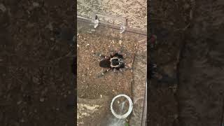 Freshly molted Brachypelma auratum Female feeding [upl. by Torre341]