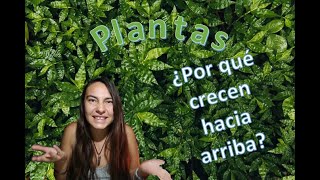 ¿Por qué las plantas crecen hacia arriba [upl. by Phenica]