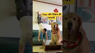 🐕Tobo ने की चिकन की सफाई  mini wood toy  woodworking art skills  hand crafts shorts pets [upl. by Sirtemed]