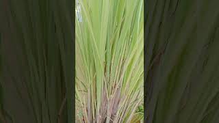 Lemongrass plant🌱🌿yt shorts  our garden [upl. by Dulcine]