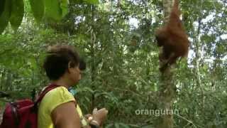 INDONESIA Orangutan Gunung Leuser Bukit Lawang Sumatra HDvideomp4 [upl. by Addiel]