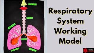 Respiratory System Working Model  Lungs Model with Balloons  Respiratory System Science Project [upl. by Valonia]