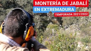 💥🐗MONTERIA DE JABALI EN EXTREMADURA TEMPORADA 20212022‼️ [upl. by Zetnom912]