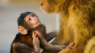 Infant Macaque Kidnapped  4K UHD  Seven Worlds One Planet  BBC Earth [upl. by Aitercal88]