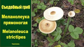 Съедобный гриб Меланолеука прямоногая  Melanoleuca strictipes [upl. by Aneelas]