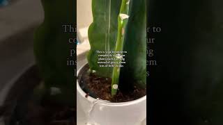 Propagation plants beautiful soillove soilpot soilgrown garden soiltypes farming edit [upl. by Vanhomrigh995]