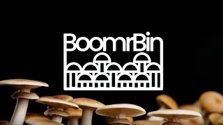 Meet the Boomr Bin Monotub System  The Easiest Way to Grow Mushrooms [upl. by Tremain]