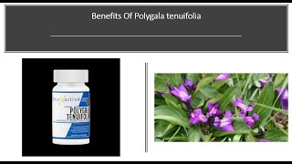 Polygala  Nootropic Brain Boosting BDNF NGF Benefits [upl. by Emmalynne668]