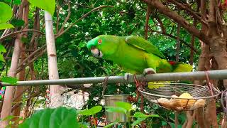 TALKING PARROT 🦜 AT RIVERSIDE PARK [upl. by Sevein]