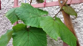 Vitis Coignetiae [upl. by Elocan]