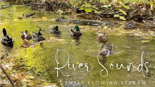 Mallards quacking on a stream  Nature Sounds 小川の水の音とマガモ [upl. by Toh]