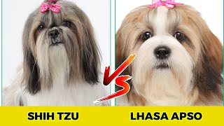 Shih Tzu vs Lhasa Apso  10 Major Differences You Must Know [upl. by Pickett920]