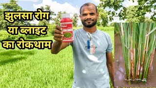 झूल्सा रोग sheath blight ka niyatran pulsor fungicide thifluzamide 24sc [upl. by Marcella874]