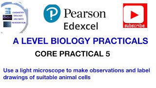 Using a microscope  observe draw and label cells  Core practical 5 [upl. by Motteo264]