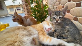 Feed the mother cat and her cute kittens after they wake up from their nap [upl. by Larual439]