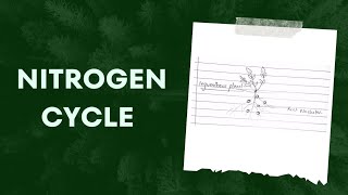 Nitrogen Cycle  Nitrogen Fixation  Easy Explanation Handwritten Notes [upl. by Nelram]