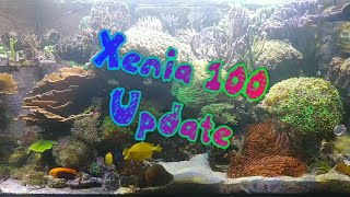 Aqua Medic Xenia 100 Update Oktober 2024 [upl. by Asyle]