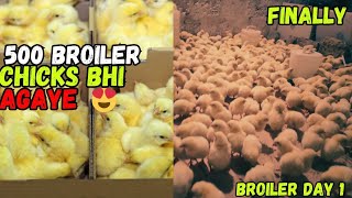 Finally 500 Broiler Chicks Agaye 😍🐥♥️ Broiler Farming At Home🐣♥️  Broiler Day 1 🐥 [upl. by Alisander704]