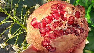 Pomegranate Seed Starting For Beginners  DIY Gardening [upl. by Ventre]