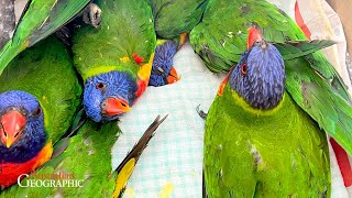 Lorikeet Paralysis Syndrome 60 Seconds of Science by Australian Geographic  Extended Edition [upl. by Sairu]