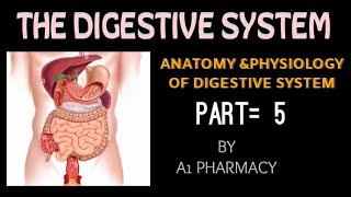 Anatomy and physiology of digestive system in hindi [upl. by Yelir683]