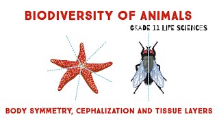 Biodiversity Of Animals  Body Symmetry Cephalization and tissue layers Grade 11 Life Sciences [upl. by Aicissej]