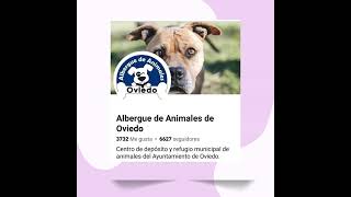 Anuncio informativo para ayudar a asociaciones y protectoras de animales asturianas [upl. by Ettenay]