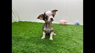 🐶 Chihuahua 🐶 reu 🐶 PUP ID 004501268 🐶 [upl. by Acey]