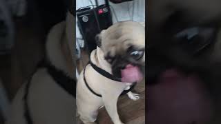 Heres my WEIRD LOOKING dog pets pug dog shorts cute animals [upl. by Ettelra289]