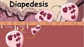 Diapedesis  Extravasation of Neutrophils  Innate immunity [upl. by Anielram440]