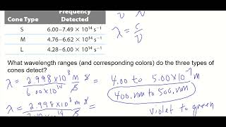 50  What wavelength ranges and corresponding colors do the three types of cones detect [upl. by Masao58]