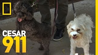 The Trouble with Barking Dogs  Cesar 911 [upl. by Phillada]