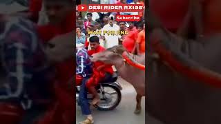 YAMAHA RX100 EXHAUST SOUND BUFFALO REACTION  WAIT FOR BUFFALO [upl. by Ammeg]