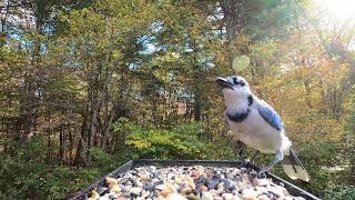 Tufted Titmice Pine Warbler Blue Jay [upl. by Almita]