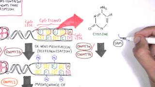 DNA Methylation and Cancer [upl. by Bella]