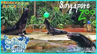 Splash Safari Show at Singapore Zoo [upl. by Mignonne]